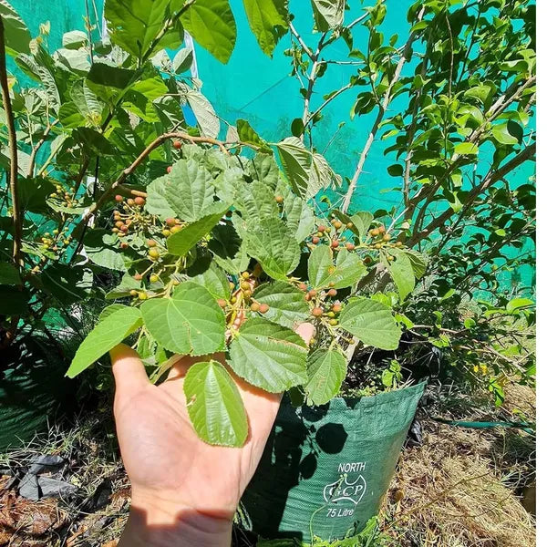 Phalsa Falsa Berry Layering/grafted Fruit Plant