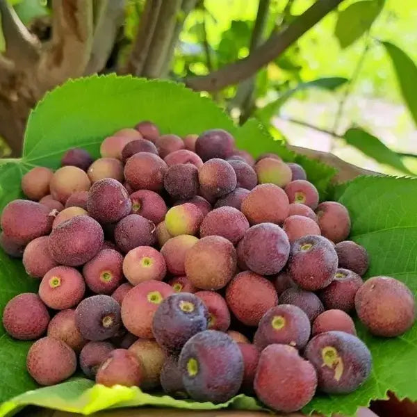 Phalsa Falsa Berry Layering/grafted Fruit Plant