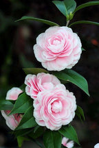 Pink Camellia Hybrid Flower Plant