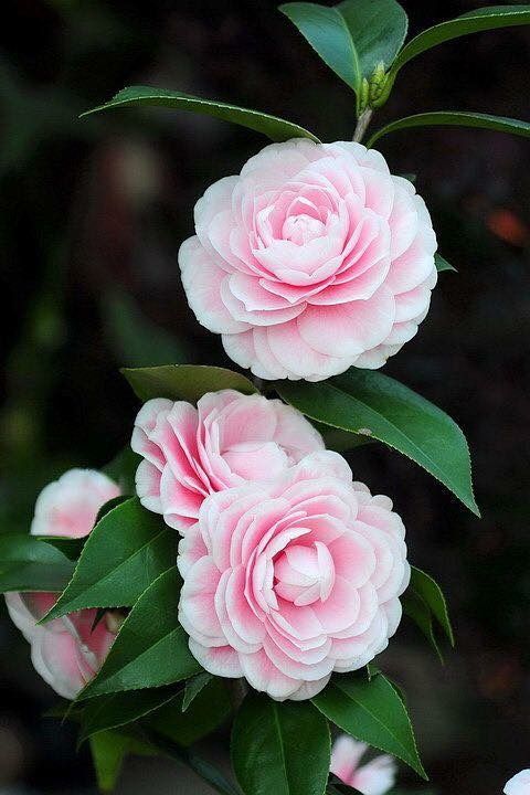 Pink Camellia Hybrid Flower Plant