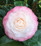 Pink Camellia Hybrid Flower Plant