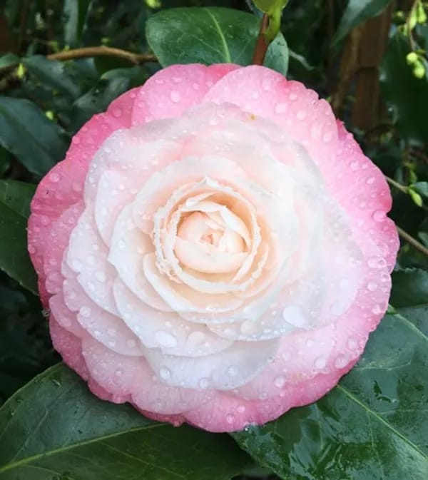Pink Camellia Hybrid Flower Plant