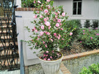 Pink Camellia Hybrid Flower Plant
