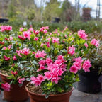 Azelia Flower Dwarf Variety Live Plant (pack Of - 1)