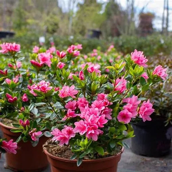 Azelia Flower Dwarf Variety Live Plant (pack Of - 1)