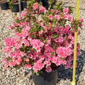 Azelia Flower Dwarf Variety Live Plant (pack Of - 1)