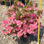 Azelia Flower Dwarf Variety Live Plant (pack Of - 1)