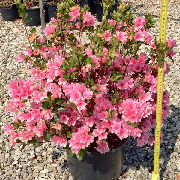 Azelia Flower Dwarf Variety Live Plant (pack Of - 1)