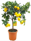 Seedless Lemon Hybrid Air Learning Grafted Fruit Plant (pack Of - 1)
