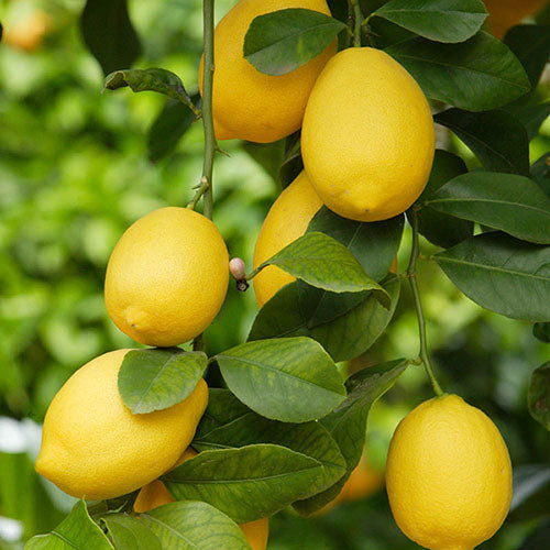Seedless Lemon Hybrid Air Learning Grafted Fruit Plant (pack Of - 1)