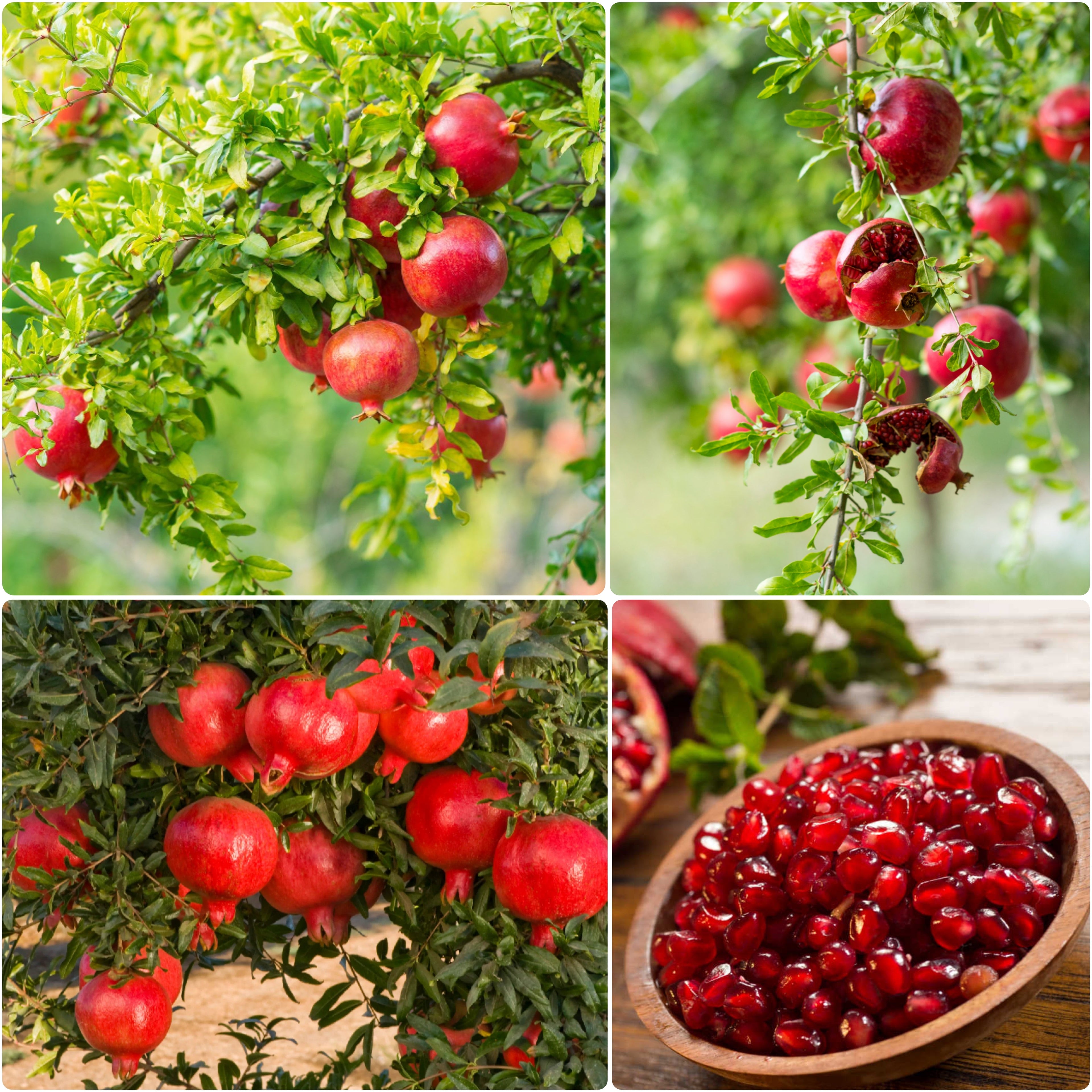 Australian Pomegranate/annar Hybrid Fruit Plant (pack Of - 1)