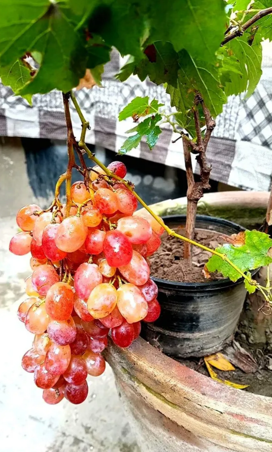 Sarad Seedless Pink Grape Hybrid Fruit Plant (air Layering Grafted)