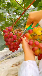 Sarad Seedless Pink Grape Hybrid Fruit Plant (air Layering Grafted)
