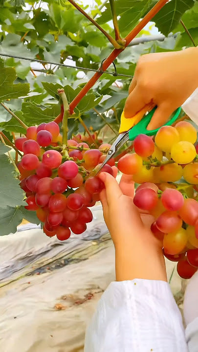 Sarad Seedless Pink Grape Hybrid Fruit Plant (air Layering Grafted)