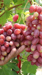 Sarad Seedless Pink Grape Hybrid Fruit Plant (air Layering Grafted)