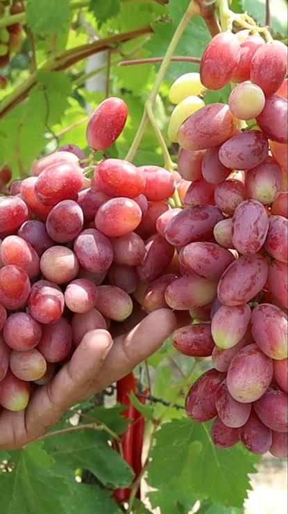 Sarad Seedless Pink Grape Hybrid Fruit Plant (air Layering Grafted)