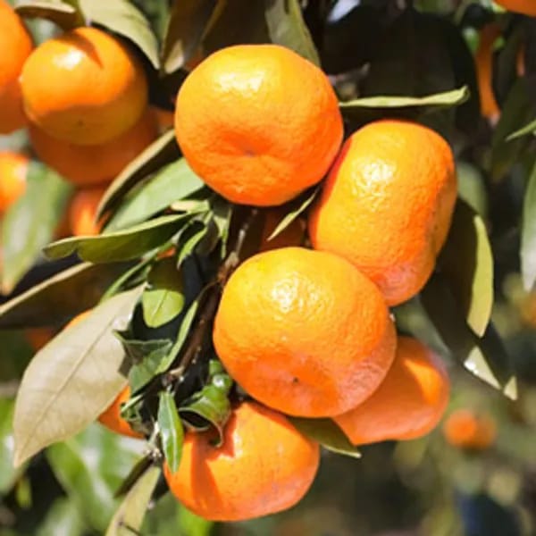 Darjeeling Sweet Testy Orange Grafted Fruit Plant