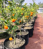 Darjeeling Sweet Testy Orange Grafted Fruit Plant