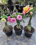 Multicolour Rose Varieties Adenium Flower Live Plant