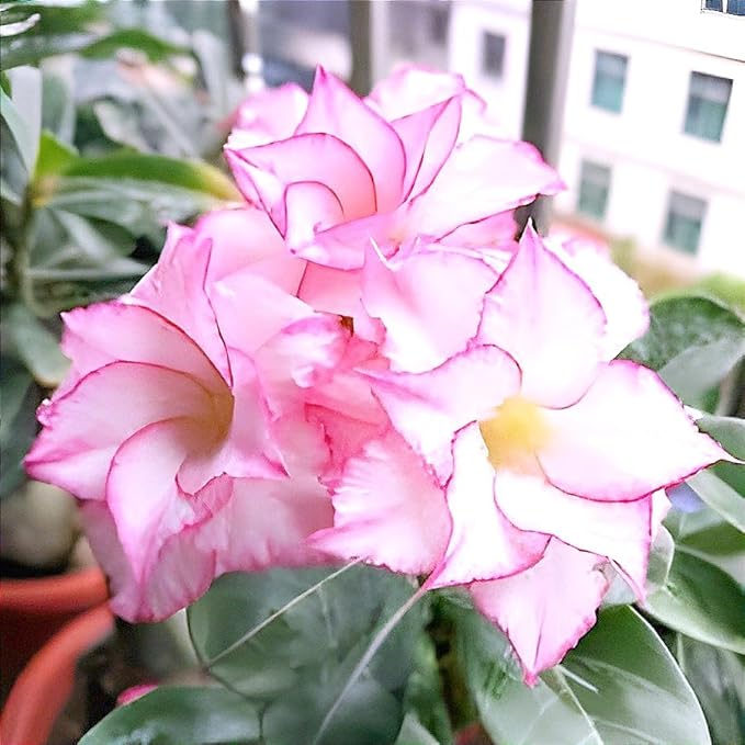 Multicolour Rose Varieties Adenium Flower Live Plant