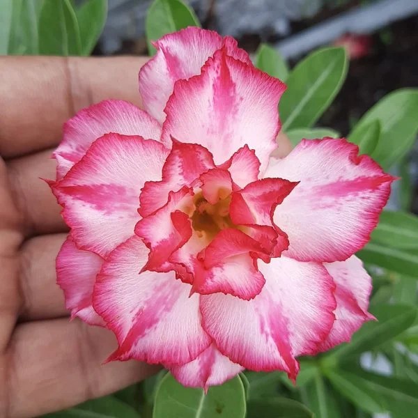 Adenium Hybrid Dwarf Variety Flower Plant