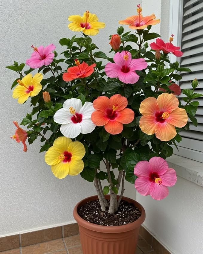 Pack Of 2 Multicolor Hibiscus Flower Healthy Plant + Rare Black Rose Hybrid Live Flower Plant