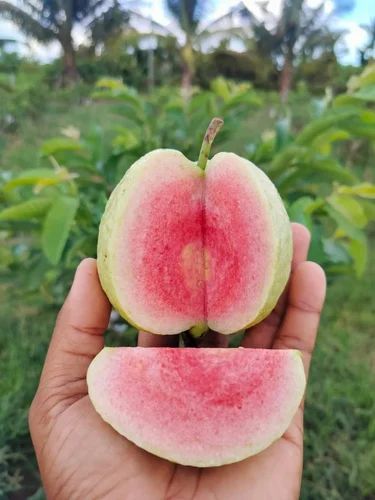Thai Red Daimon Guava Hybrid Fruit Plant (air Learning Grafted)