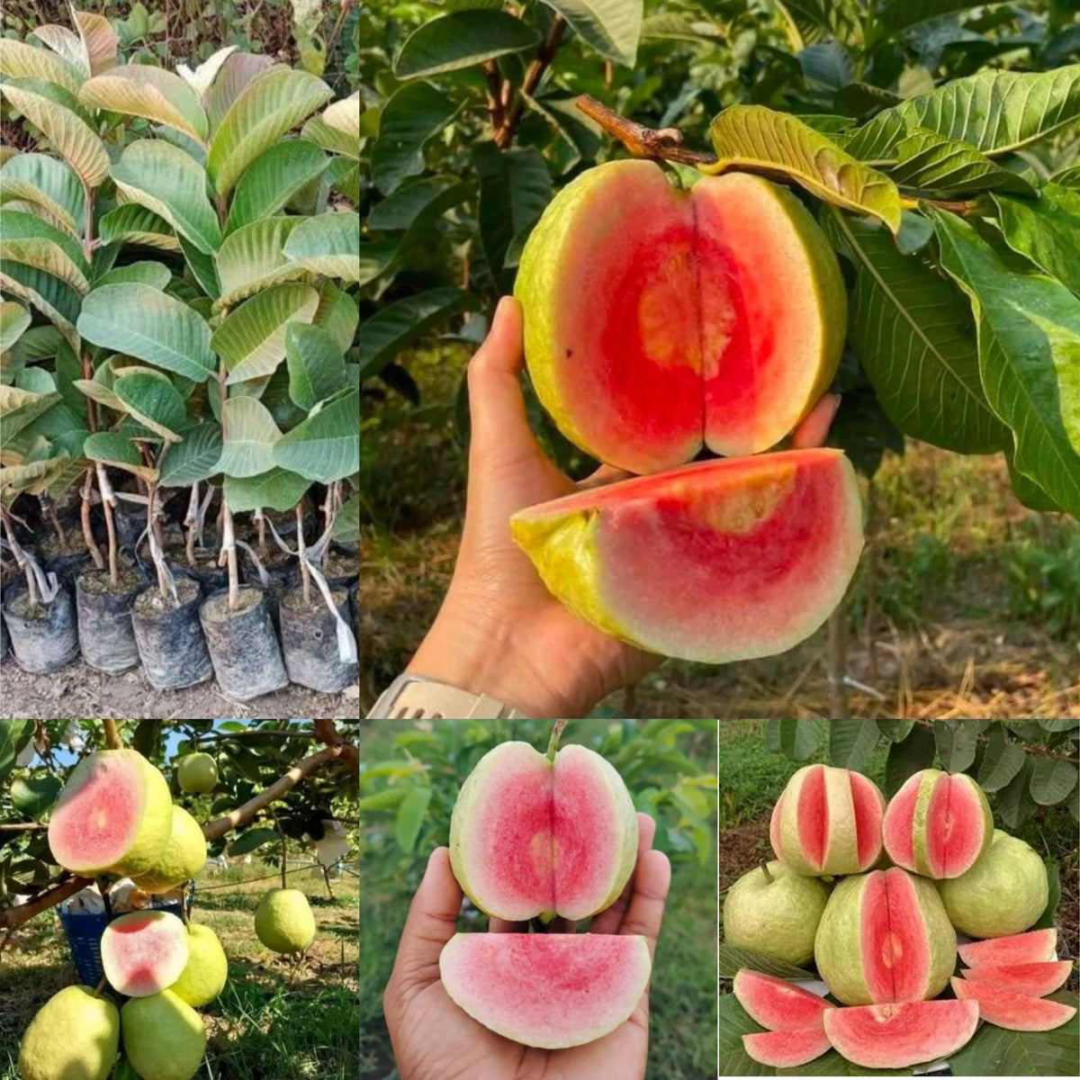 Thai Red Daimon Guava Hybrid Fruit Plant (air Learning Grafted)