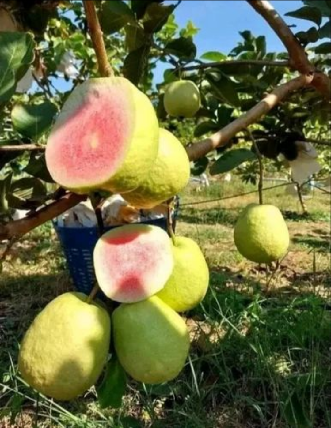 Thai Red Daimon Guava Hybrid Fruit Plant (air Learning Grafted)