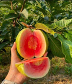 Thai Varity Red Diamond Guava Hybrid Fruit Plant