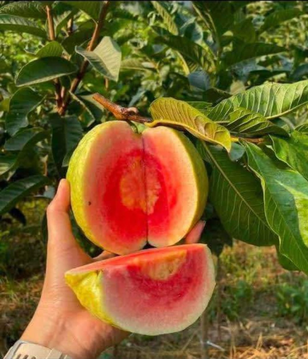 Thai Varity Red Diamond Guava Hybrid Fruit Plant