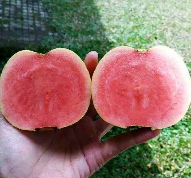 Thai Varity Red Diamond Guava Hybrid Fruit Plant