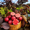 Red Malaysian Red Guava Rere Dwarf Varieties Fruit Plant