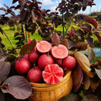 Red Malaysian Red Guava Rere Dwarf Varieties Fruit Plant