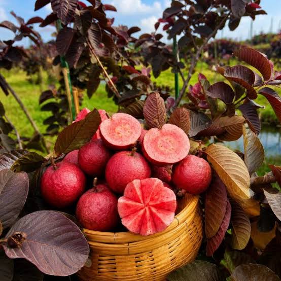 Red Malaysian Red Guava Rere Dwarf Varieties Fruit Plant