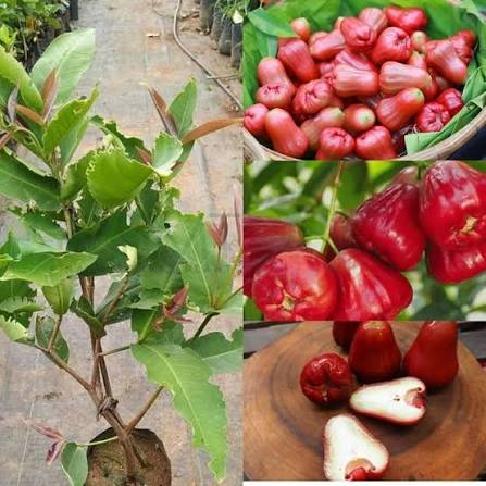 Thai Rose Water Apple Hybrid Fruit Plant
