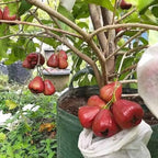Thai Rose Water Apple Hybrid Fruit Plant