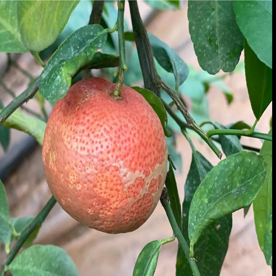 Red Red Malta Mausambi Lemon Hybrid Fruit Plant