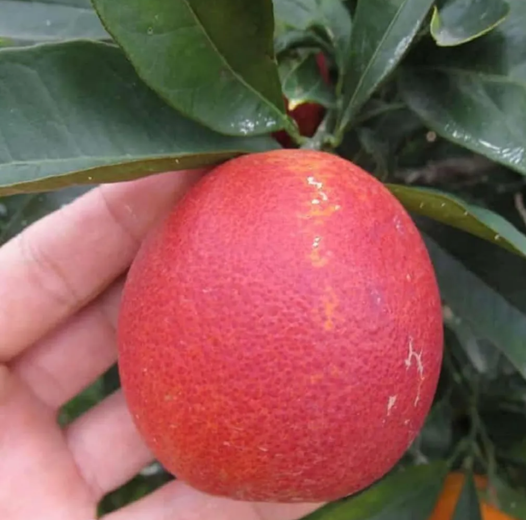 Red Red Malta Mausambi Lemon Hybrid Fruit Plant