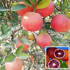 Red Red Malta Mausambi Lemon Hybrid Fruit Plant