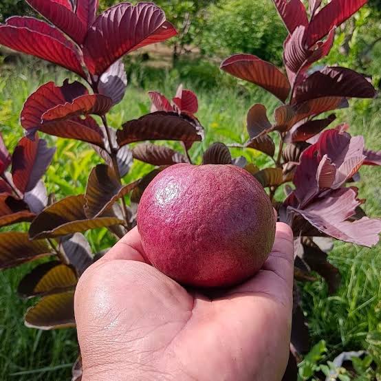 Japanese Red Guava Hybrid Fruit Plant (pack Of- 1)