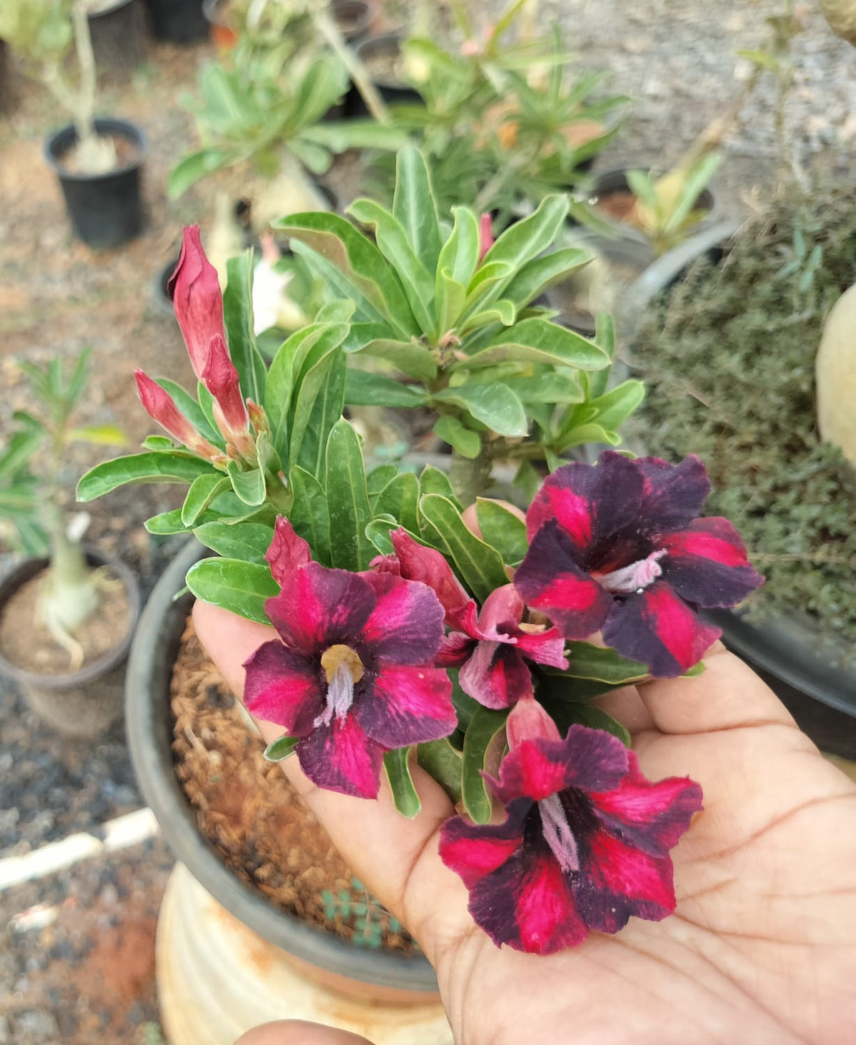 Adenium Rose Varieties Hybrid Flower Live Plant