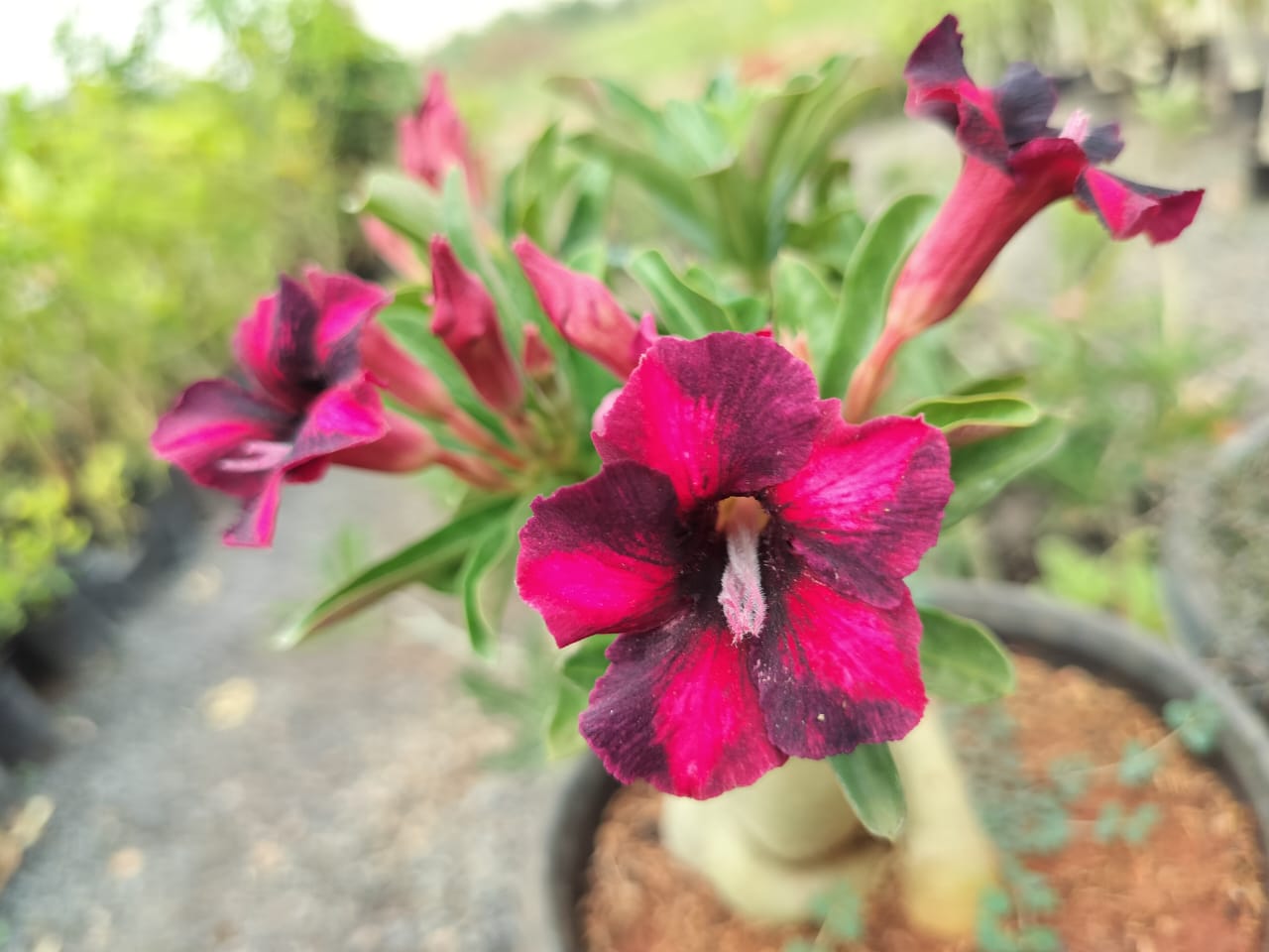 Adenium Rose Varieties Hybrid Flower Live Plant