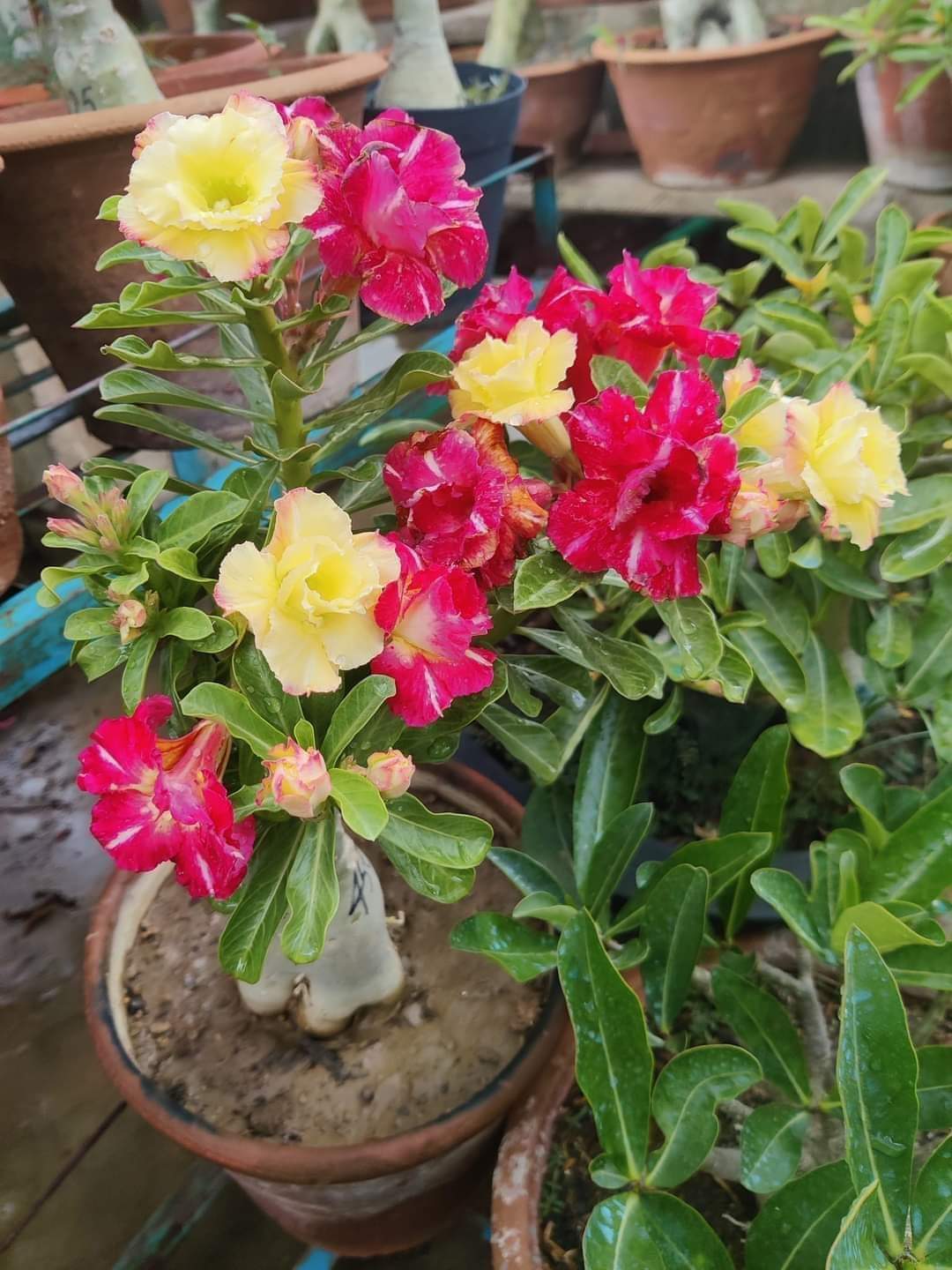 Adenium Multi Colour Flower Hybrid Plant