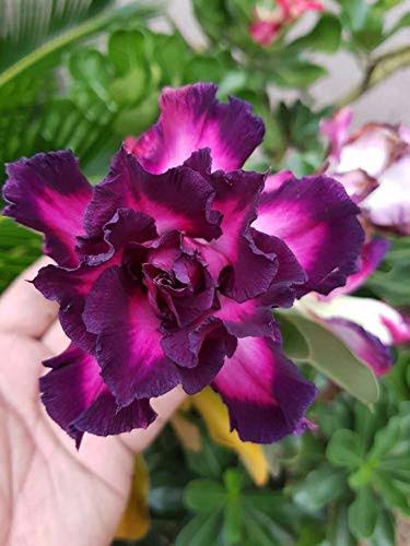 Adenium Purple Colour Flower Live Plant