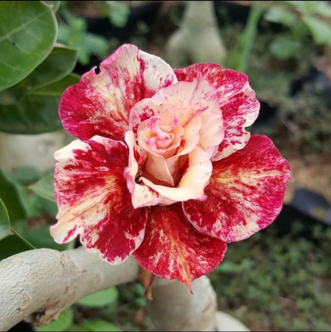 Rose Varieties Multi Colour Adenium Flower Live Plant