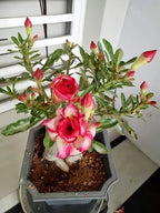 Rose Variety Adenium Hybrid Flower Plant (pack Of - 6)