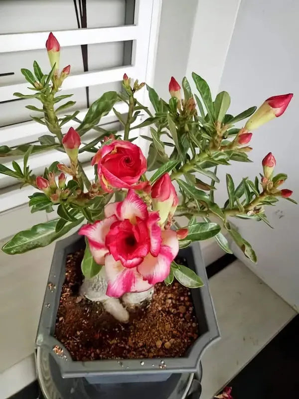 Rose Variety Adenium Hybrid Flower Plant (pack Of - 6)
