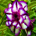 Rose Variety Adenium Hybrid Flower Plant (pack Of - 6)