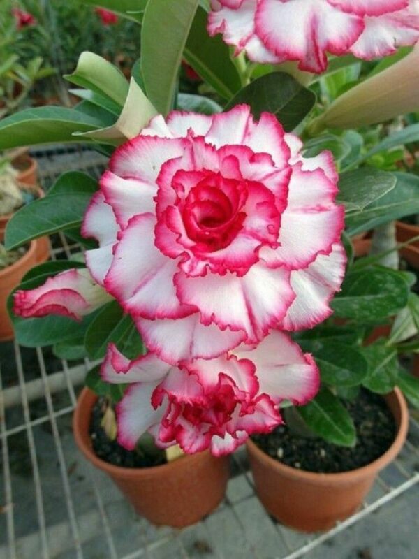 Rose Variety Adenium Hybrid Flower Plant (pack Of - 6)